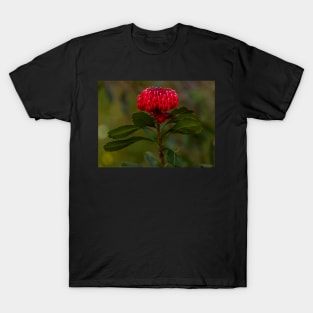 Waratah T-Shirt